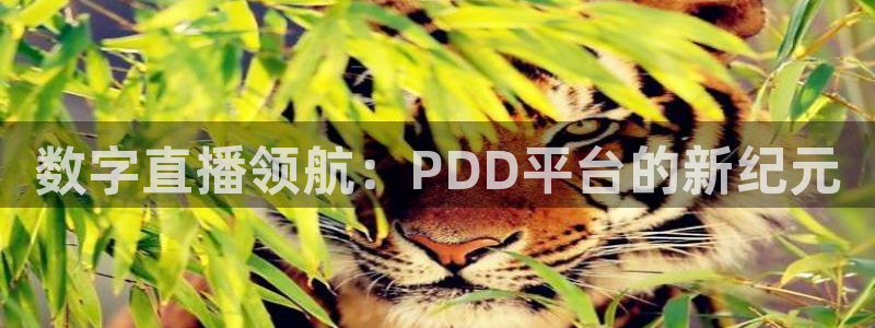 河豚nba直播官网：数字直播领航：PDD平台的新纪元